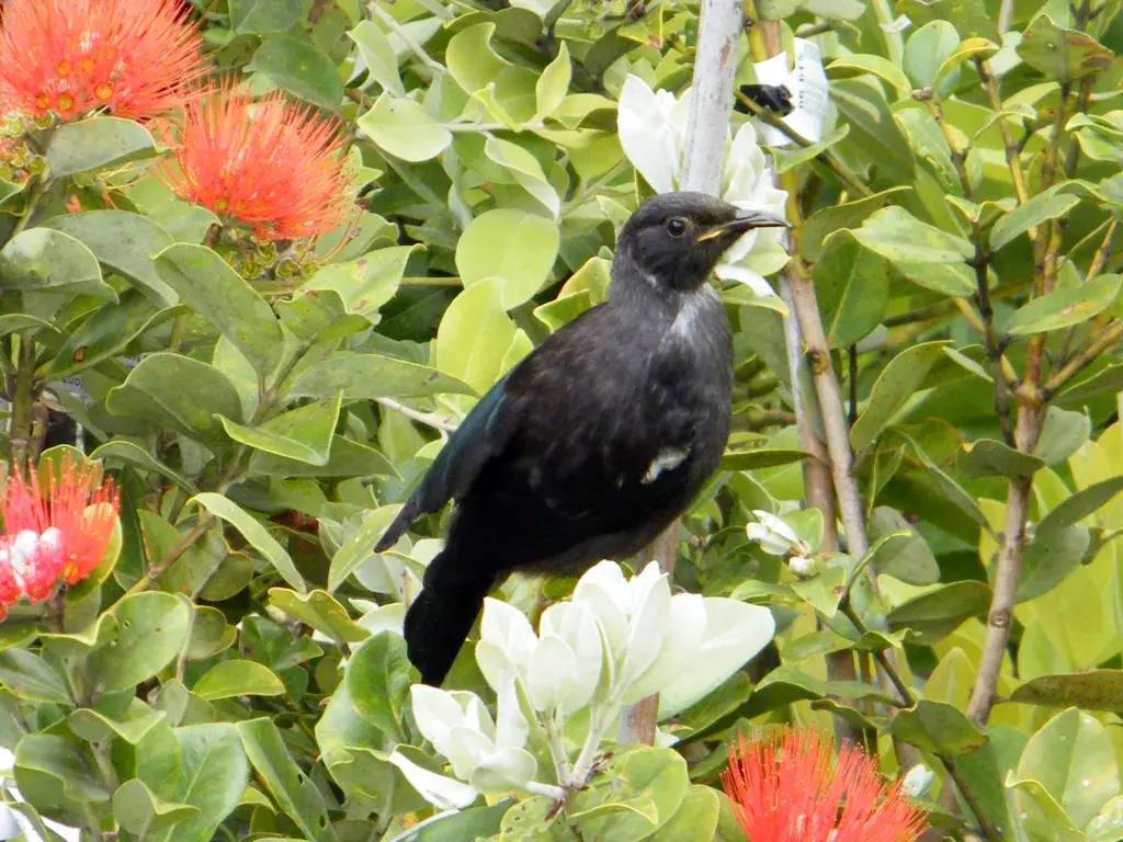 Bird_Workshop_Sep24a.webp