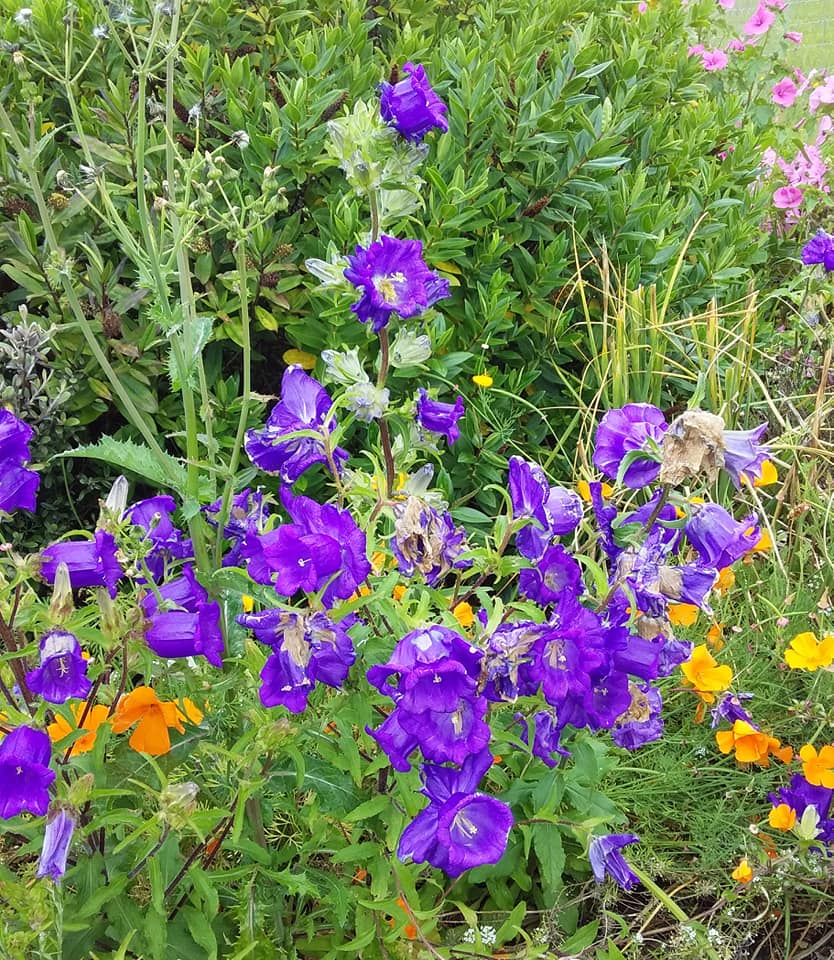 Canterbury Bells