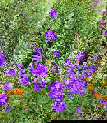 Canterbury Bells