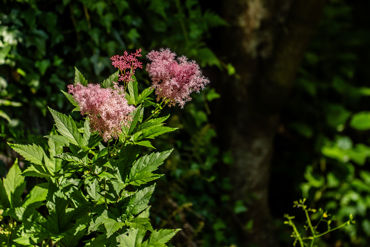 Bannermanpark 27
