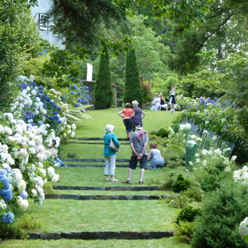 Tupare Hydrangea