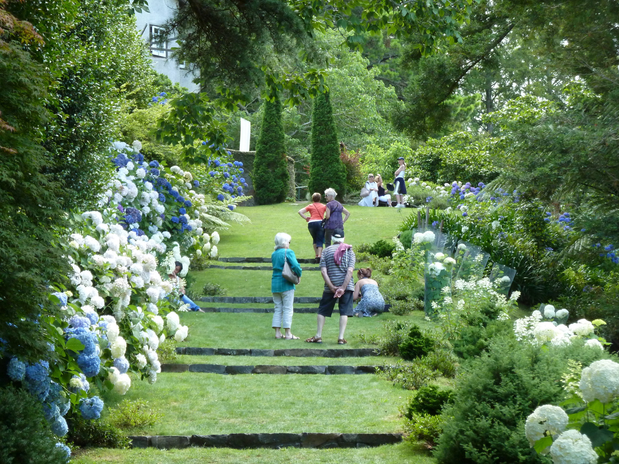 Tupare Hydrangea