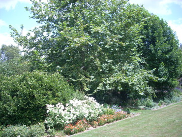 637319892397625914Terrace Bed 3