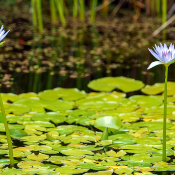 Tropical Wateer Lilly