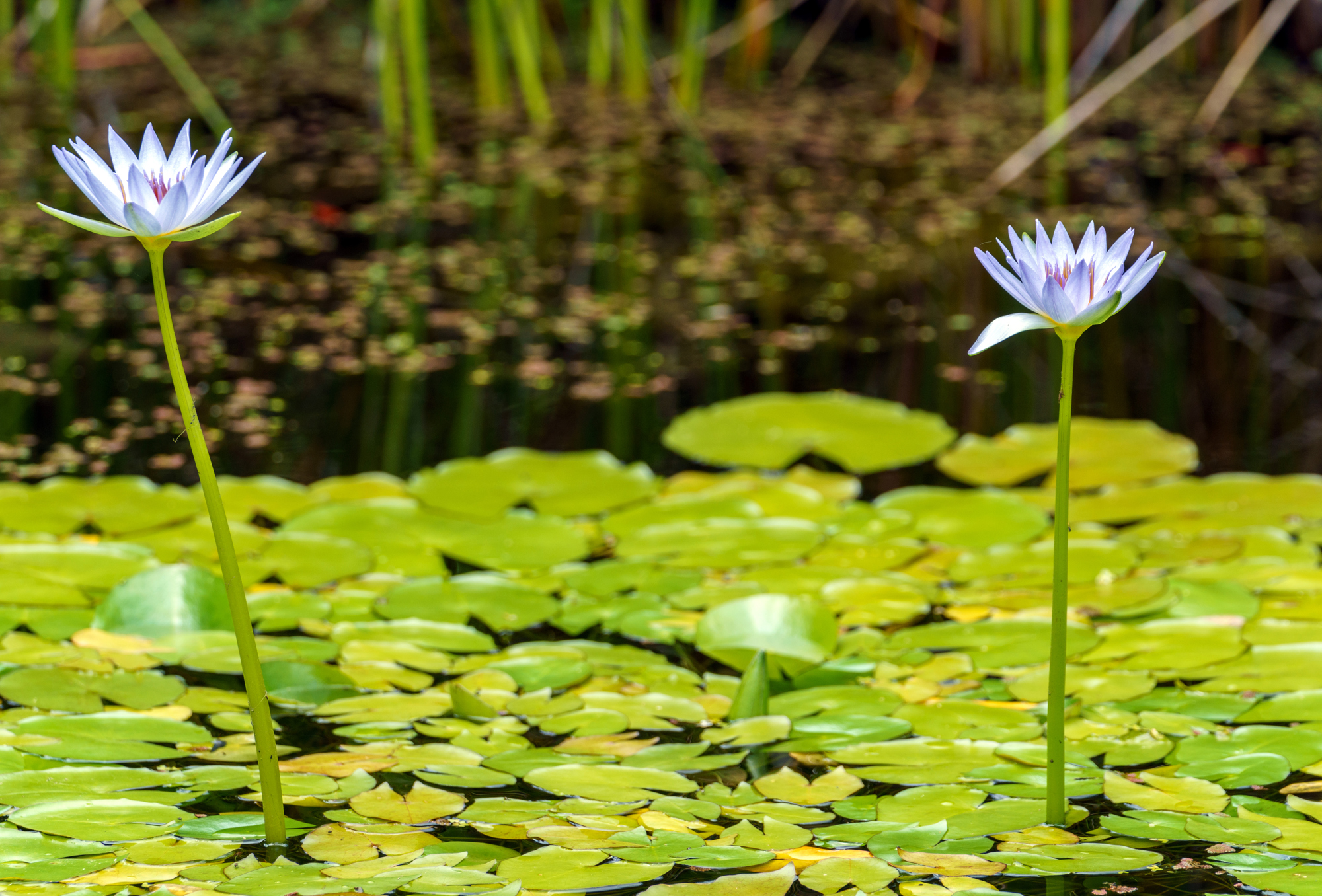 Tropical Wateer Lilly