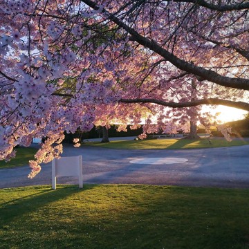 Cherry Blossom Sept 18