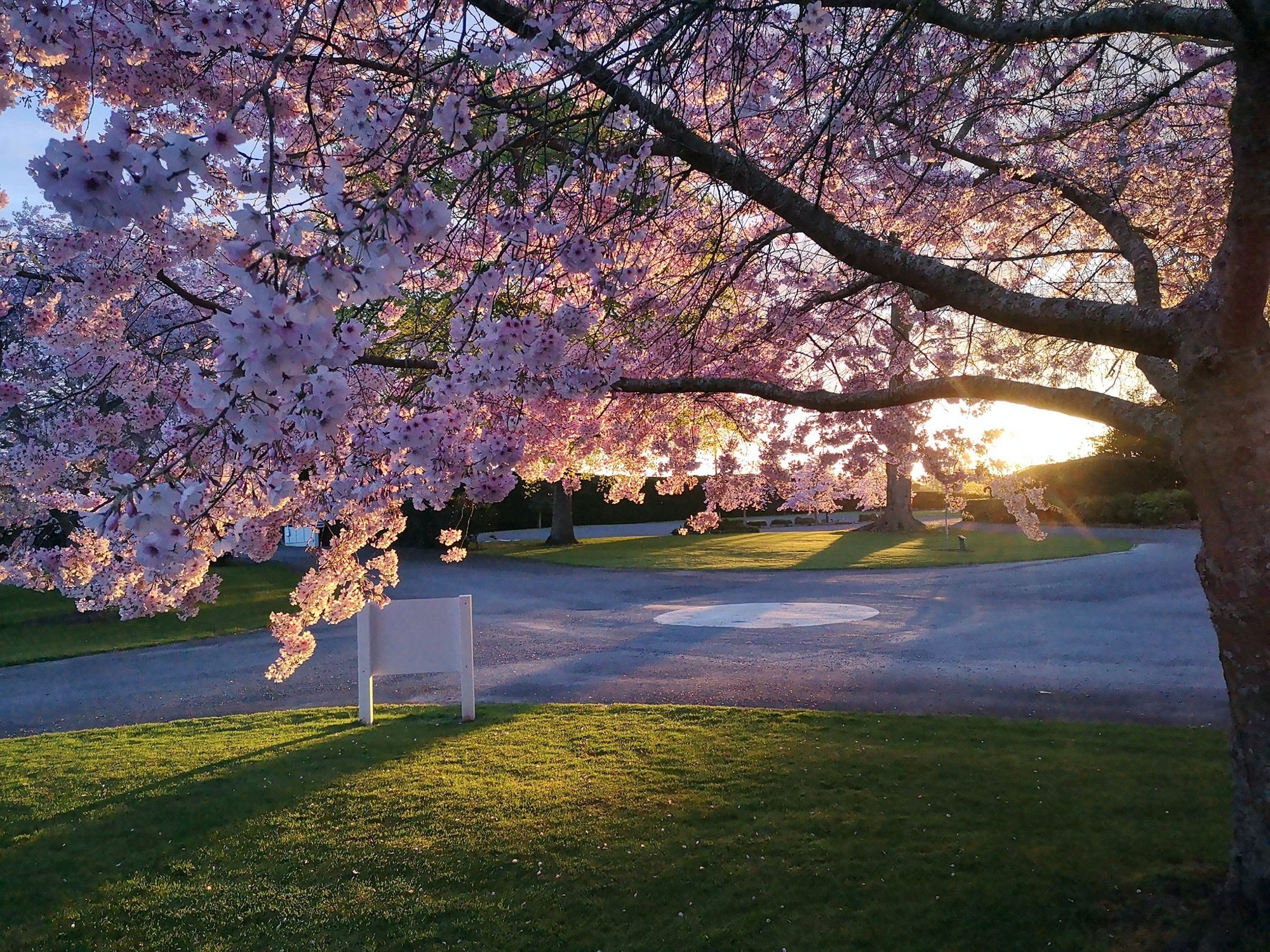 Cherry Blossom Sept 18