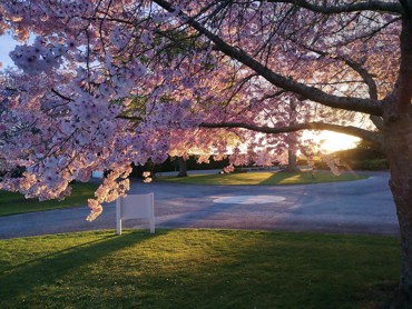 Cherry Blossom Sept 18