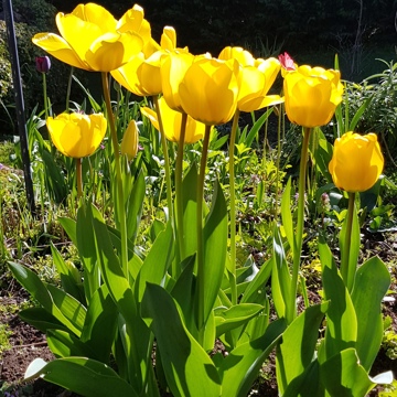 Highwic Garden 1