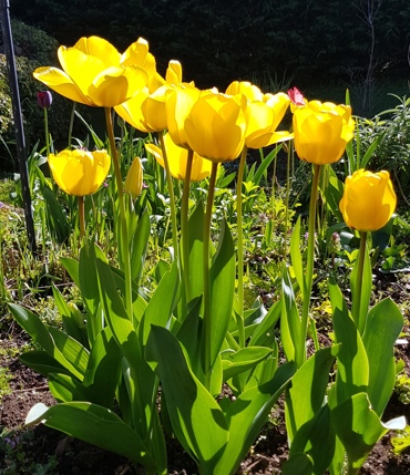 Highwic Garden 1