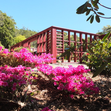 Pukeiti Keiller Garden Azaleas