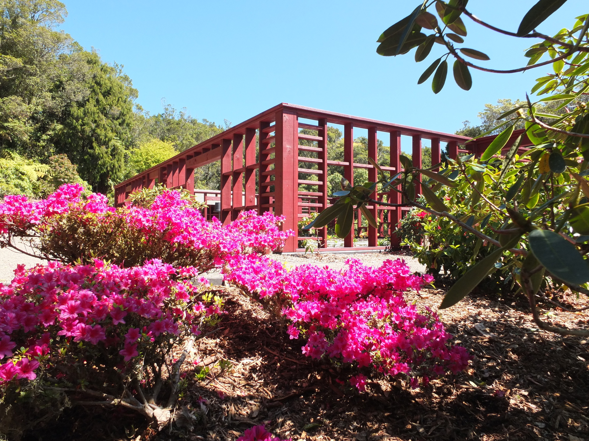 Pukeiti Keiller Garden Azaleas