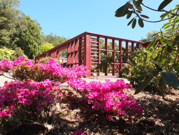 Pukeiti Keiller Garden Azaleas