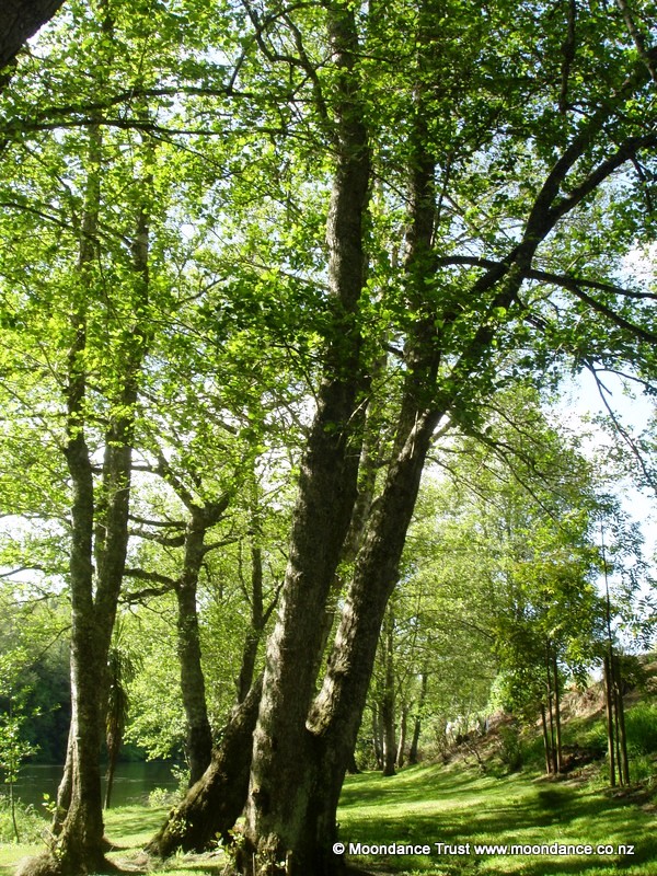 Riverside Alders