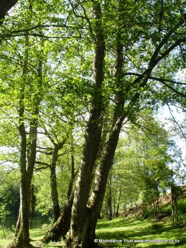 Riverside Alders