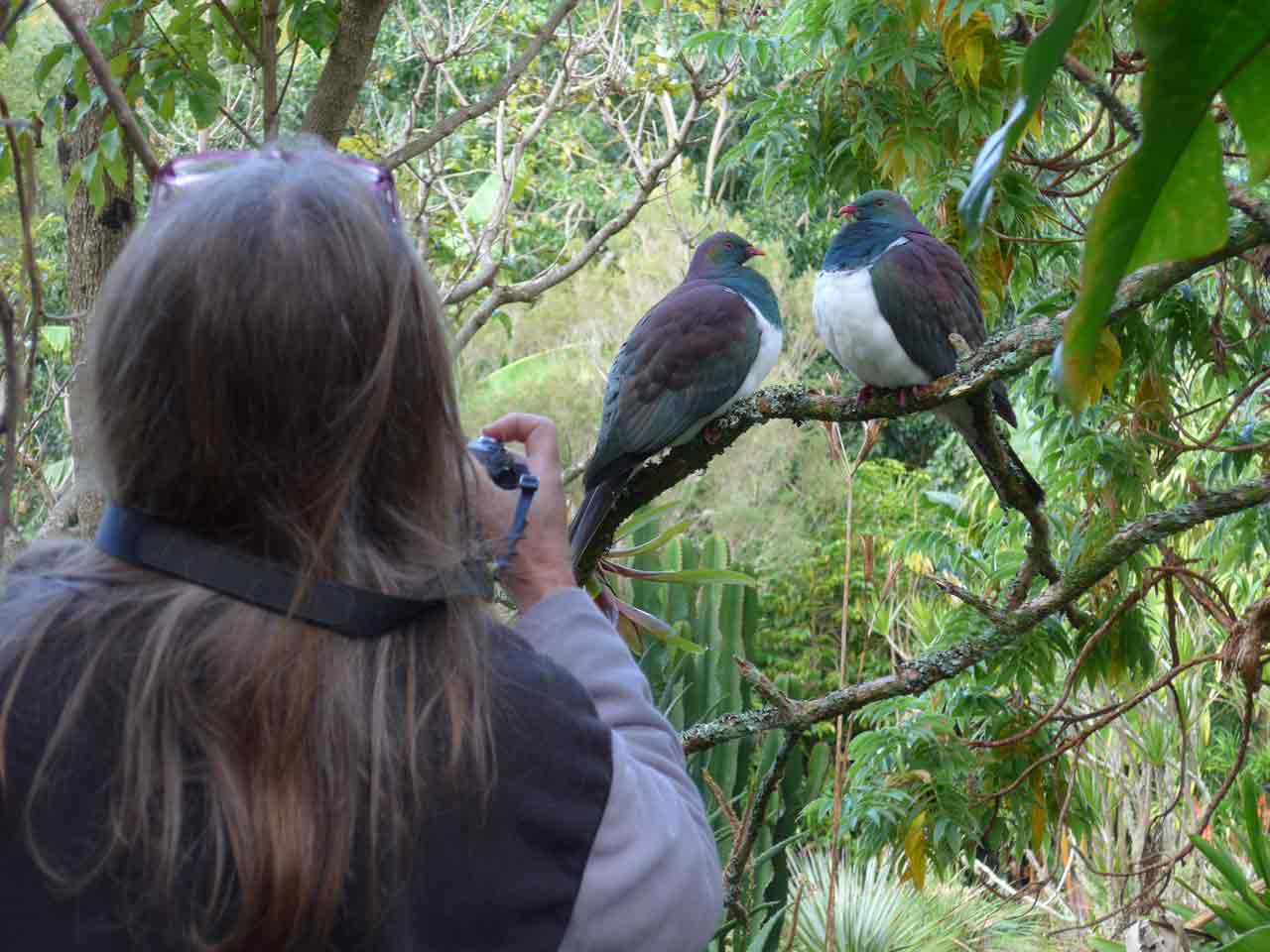 Kerikeri Accommodation Kereru