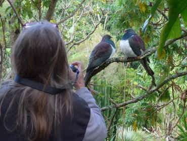 Kerikeri Accommodation Kereru
