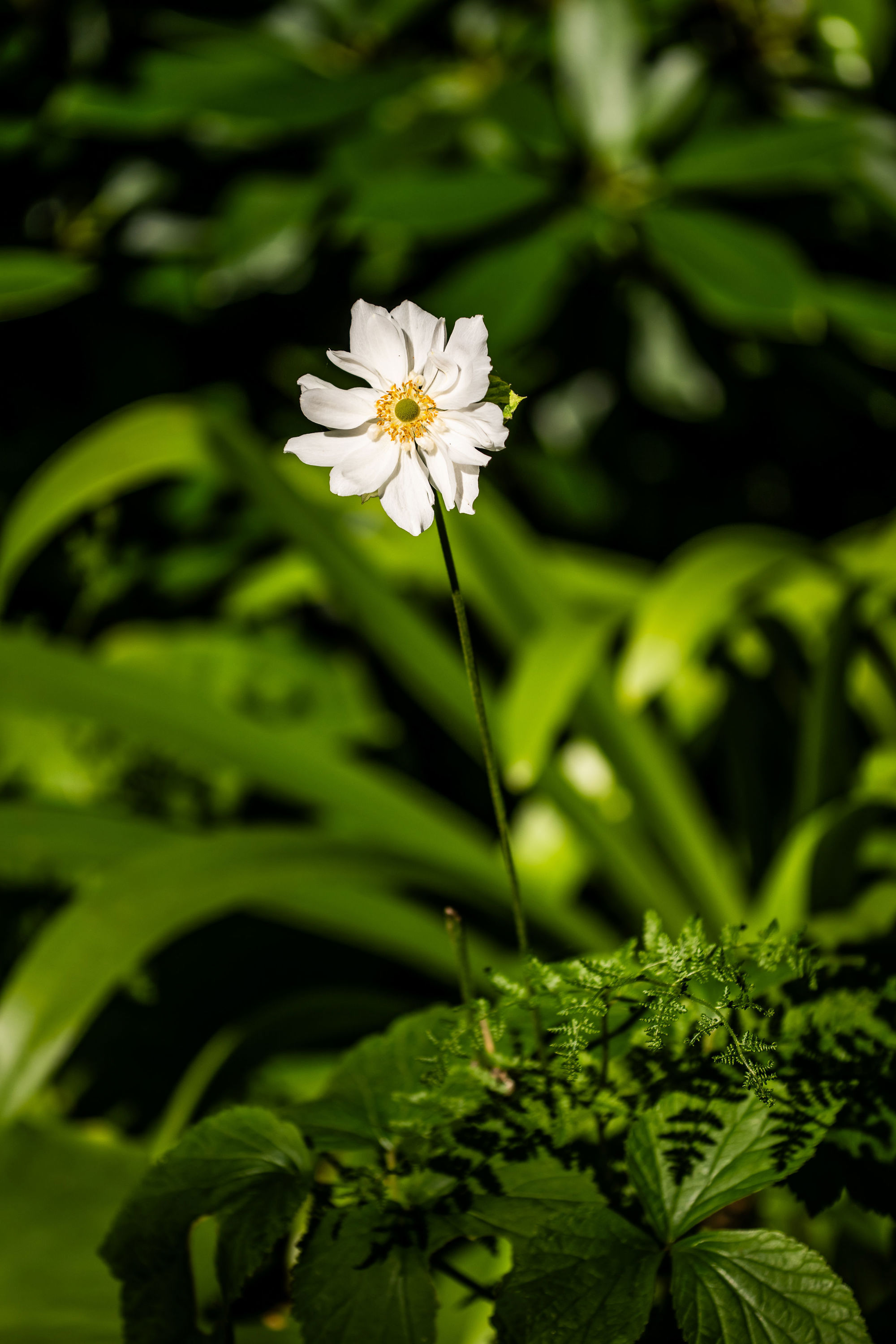 Bannermanpark 33