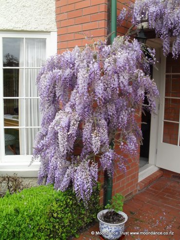 Wisteria Sinensis