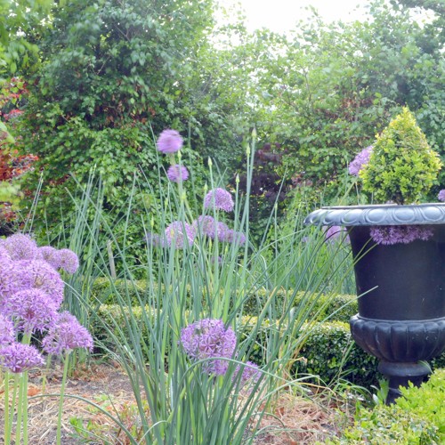Stoneycrop image