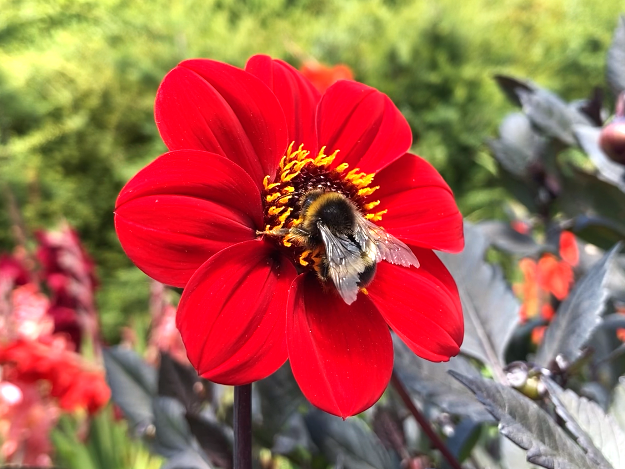 S Carter Dahlia & Bee