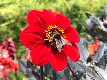 S Carter Dahlia & Bee