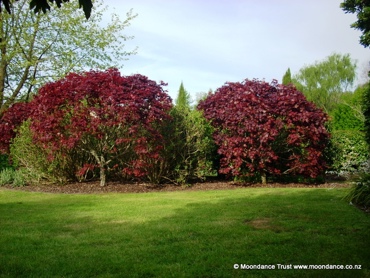 Private Lawn Acer Palmatum Red
