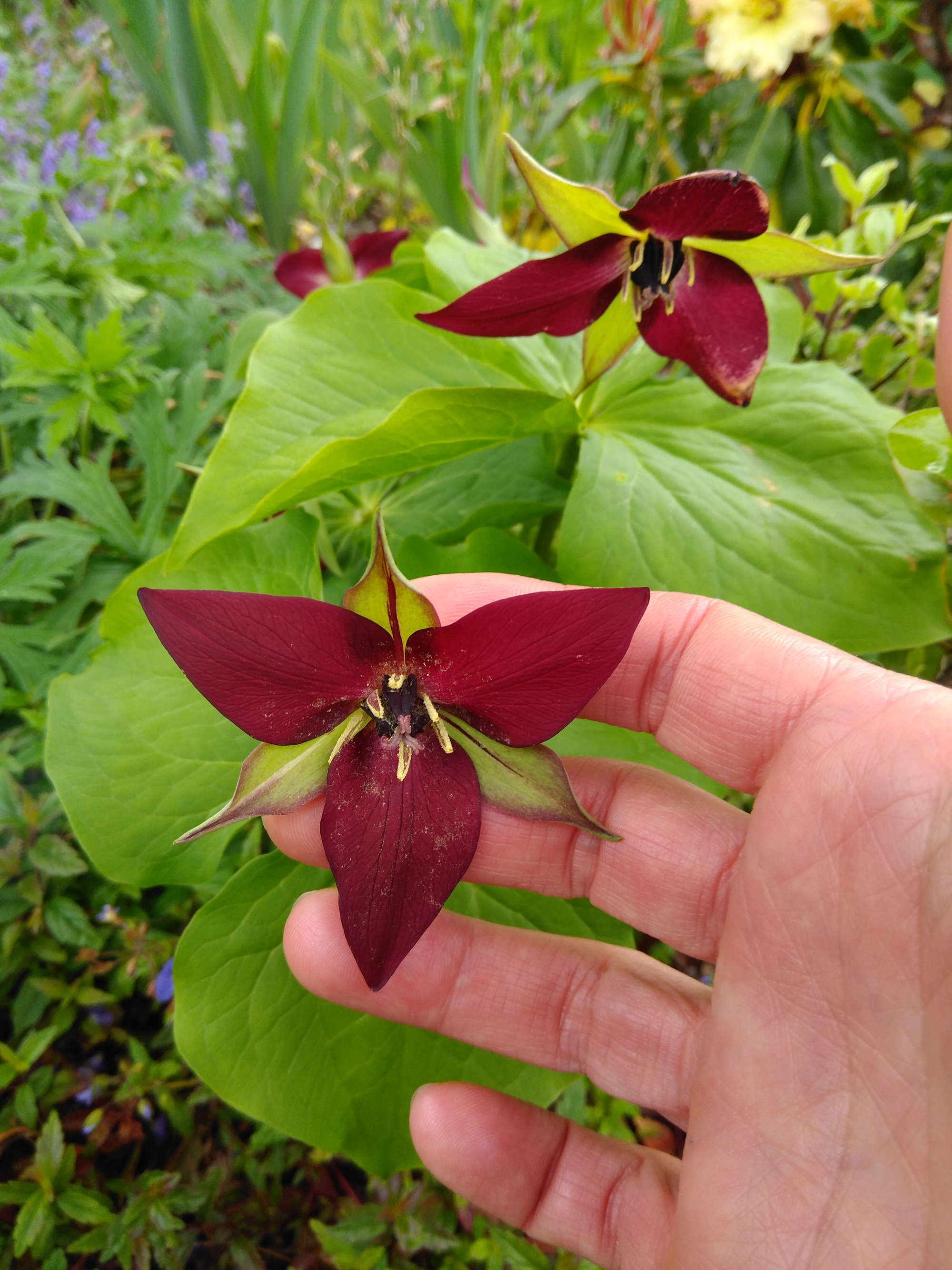 Trillium