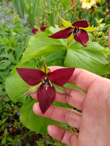 Trillium