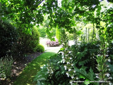 Quiet Path Acanthus Spikes