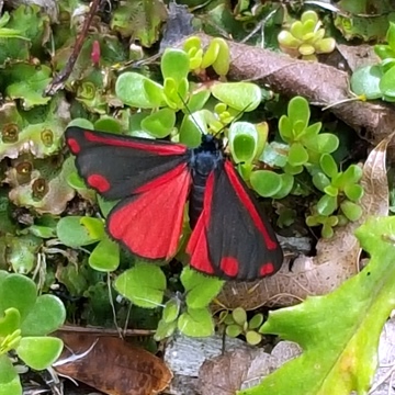 Cinnabar Moth On Liverwort And Portulacca Jan 2016
