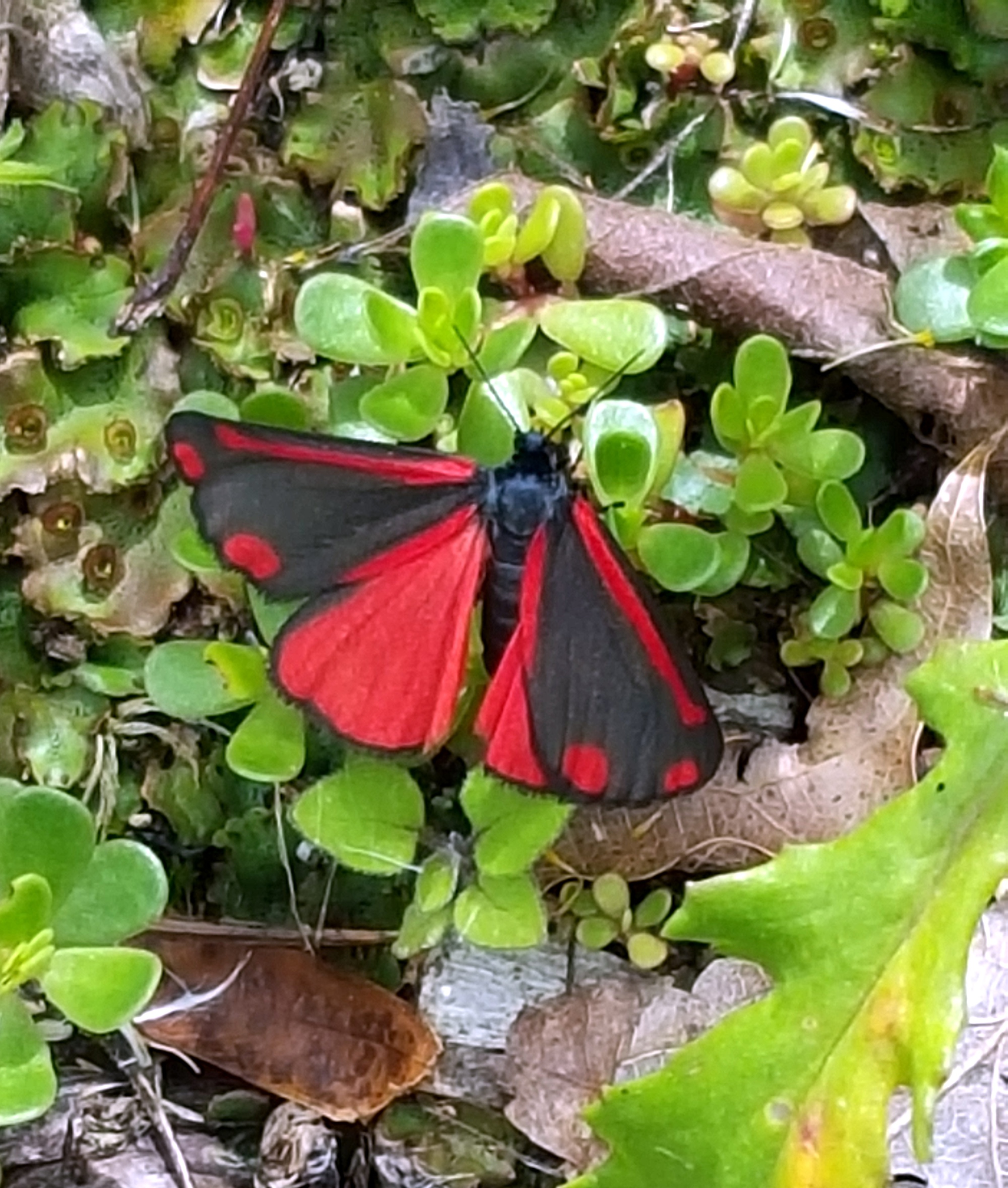 Cinnabar Moth On Liverwort And Portulacca Jan 2016