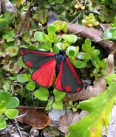 Cinnabar Moth On Liverwort And Portulacca Jan 2016