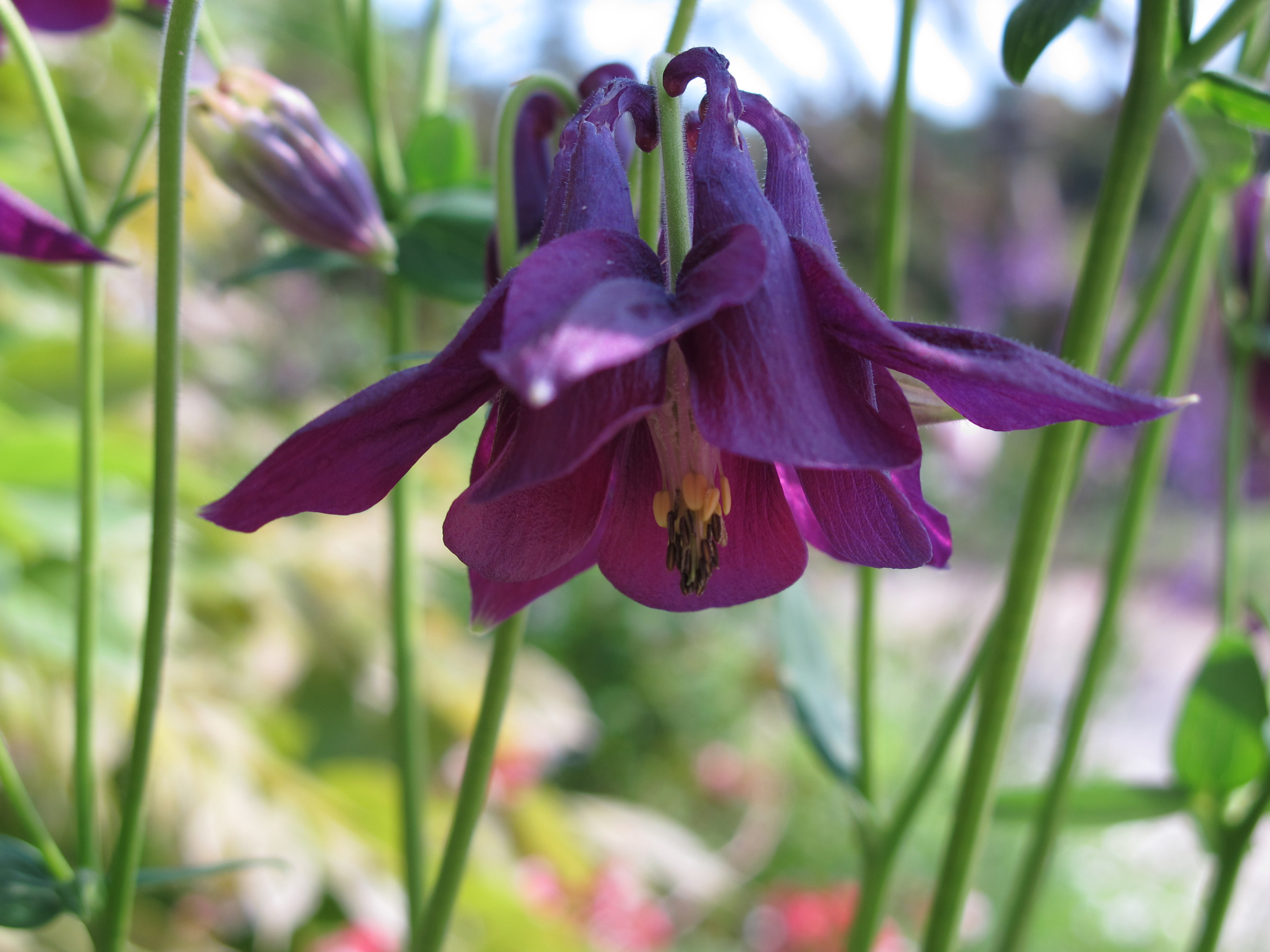 Grannysbonnet2