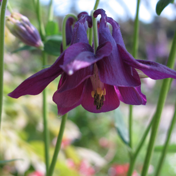 Grannysbonnet2