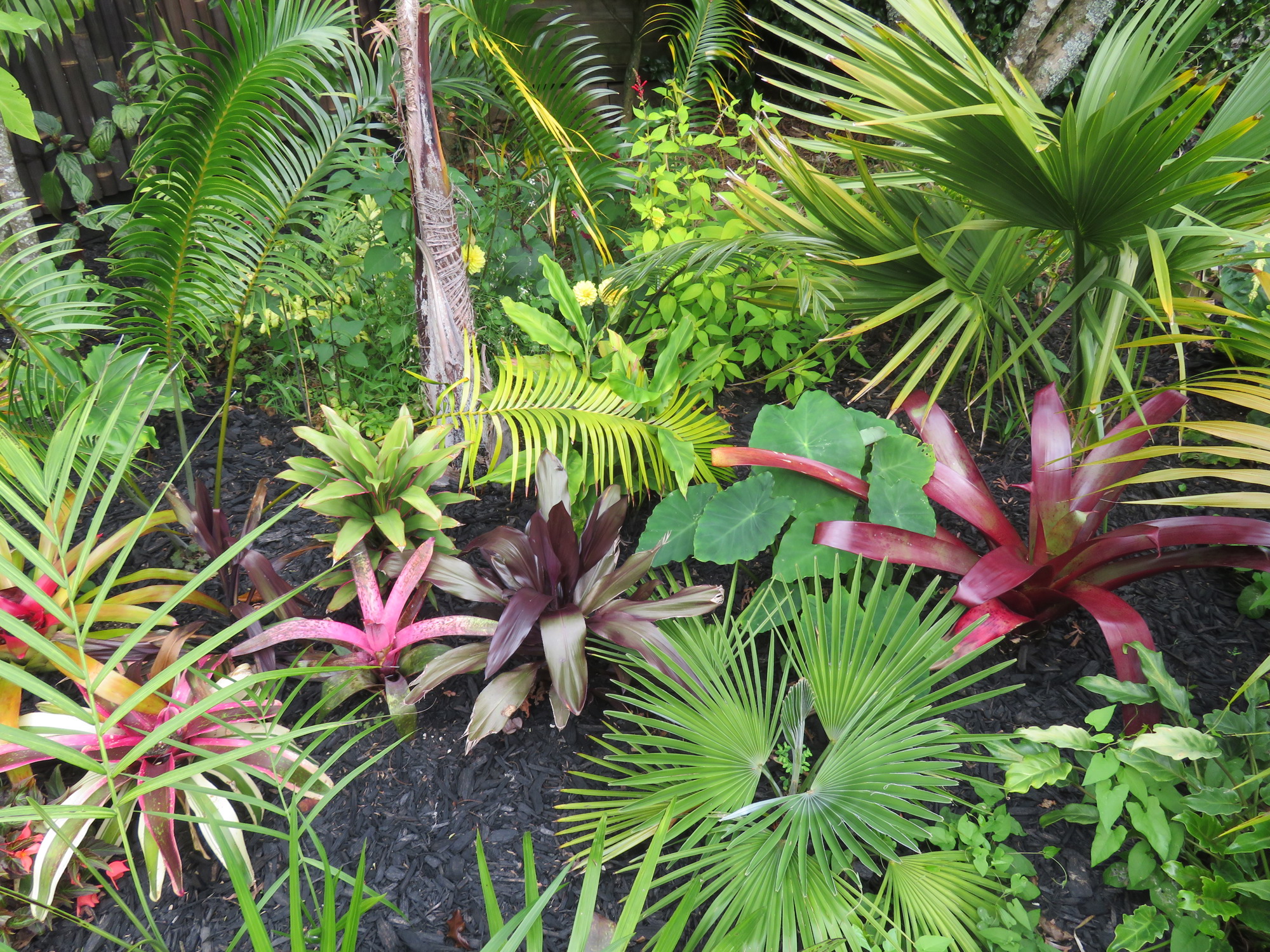 Tropical Treasures 2021 Tony Barnes (6)