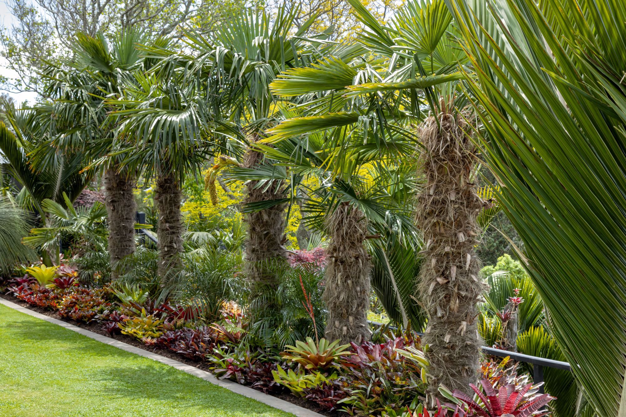 Shedou Palms 15 Resized