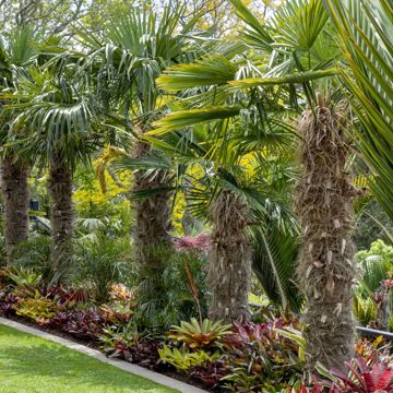 Shedou Palms 15 Resized