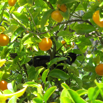 060913 Garden Tui2