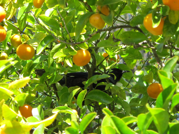 060913 Garden Tui2