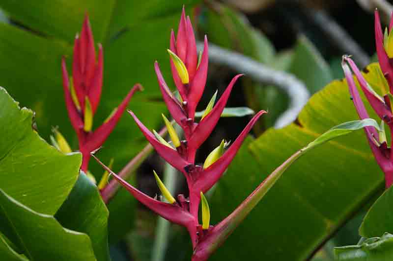 Heleconia