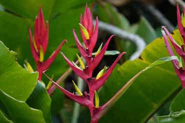 Heleconia