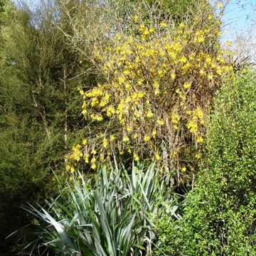 Native Dell Kowhai