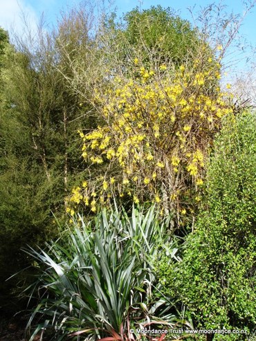 Native Dell Kowhai