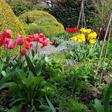 Tulips Sept 2020