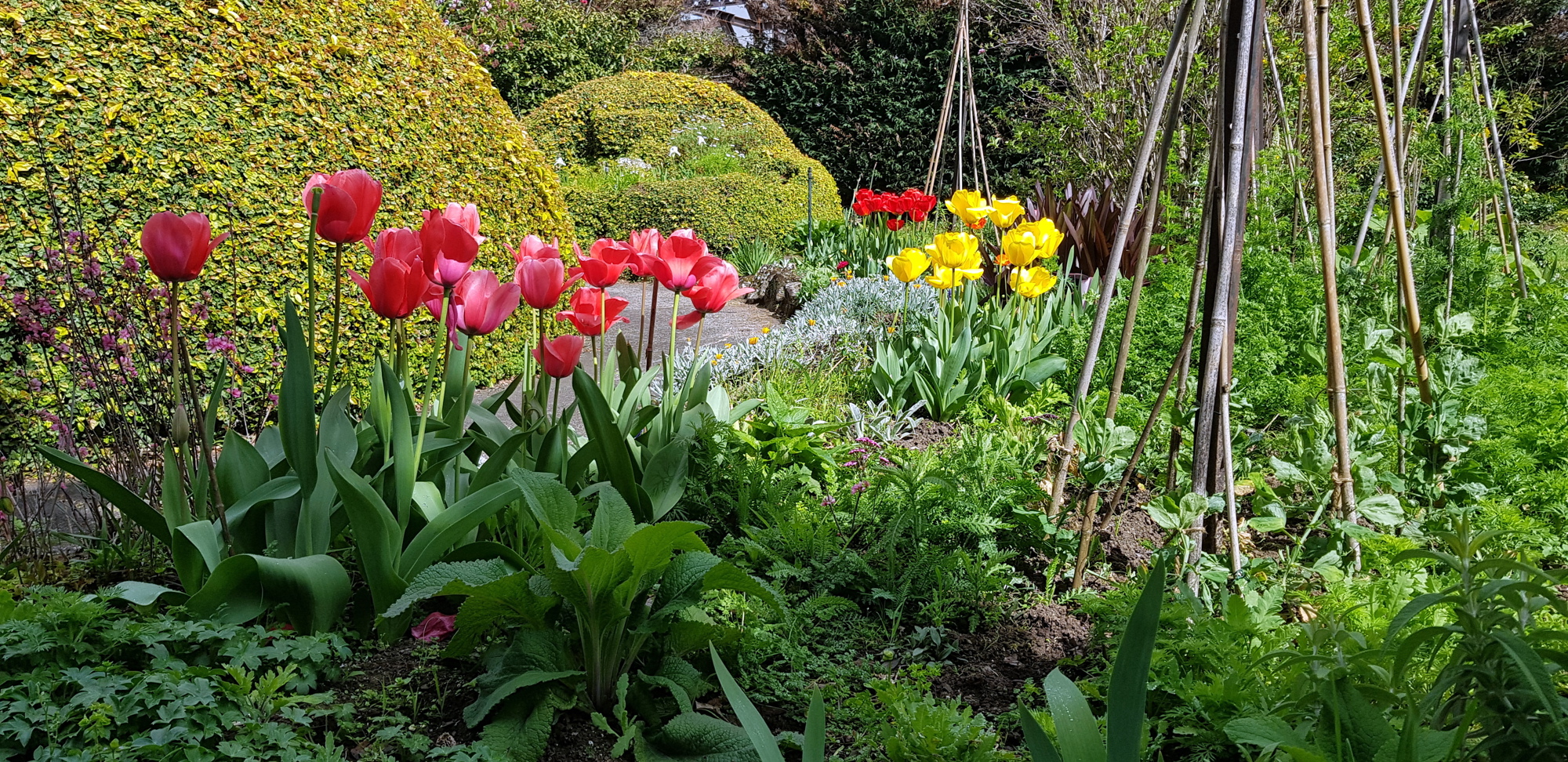 Tulips Sept 2020