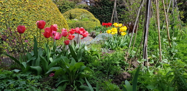 Tulips Sept 2020