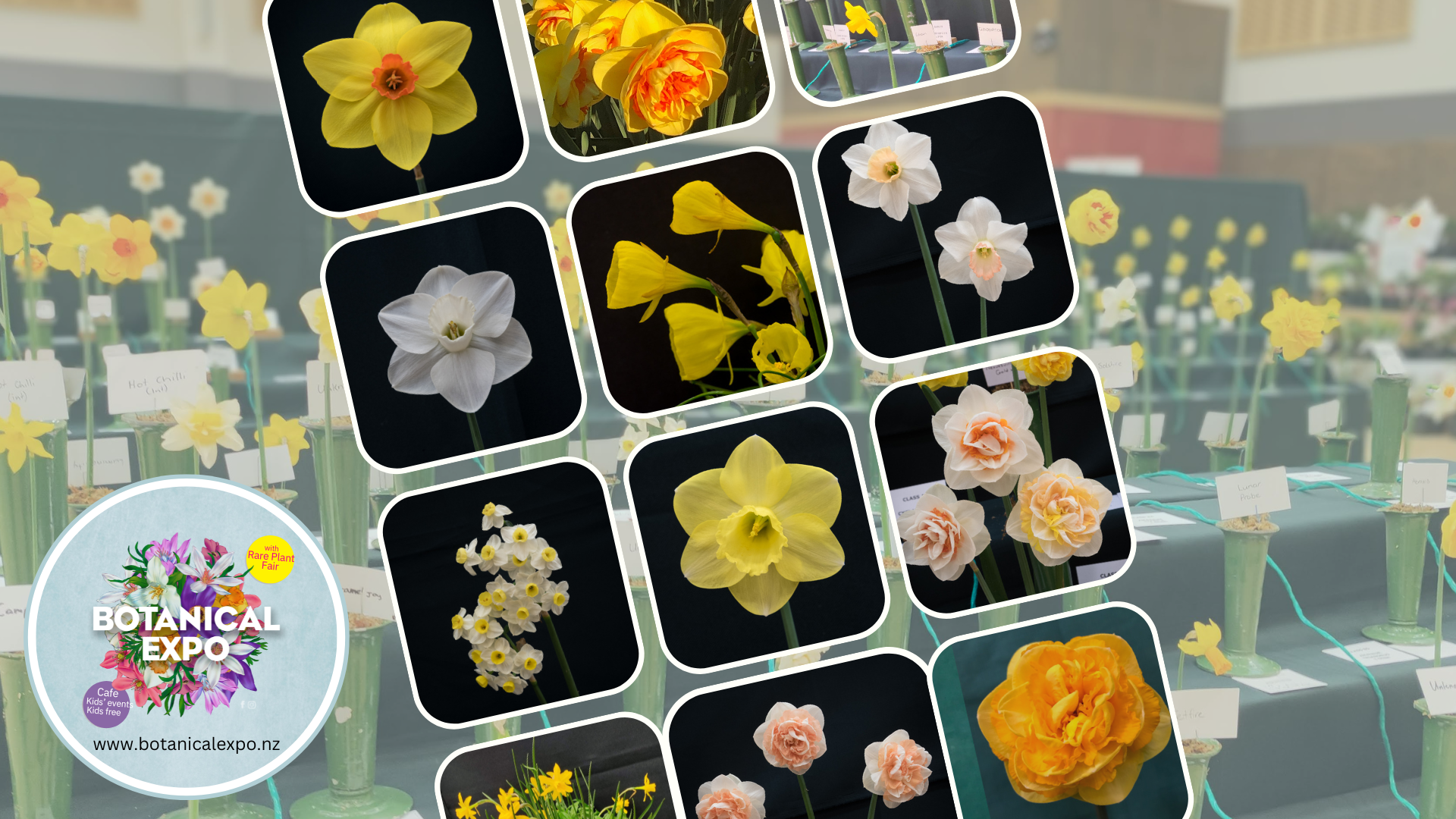 expo-event-daffodils.png