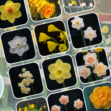 expo-event-daffodils.png
