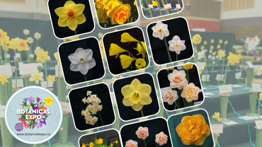 expo-event-daffodils.png